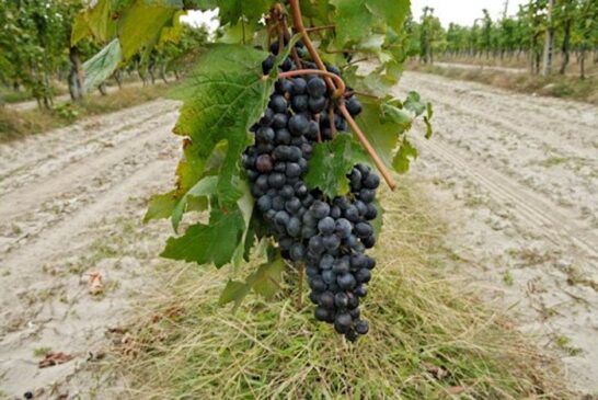 generated_fortana.jpg.800x600_q85