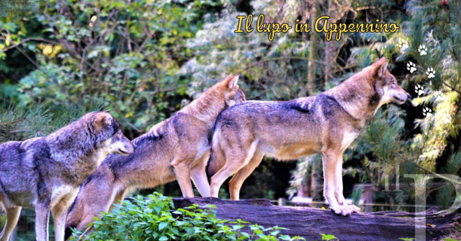 Lupi in Appennino, il veterinario: "È all’apice della catena alimentare e caccia dove trova più risorse"