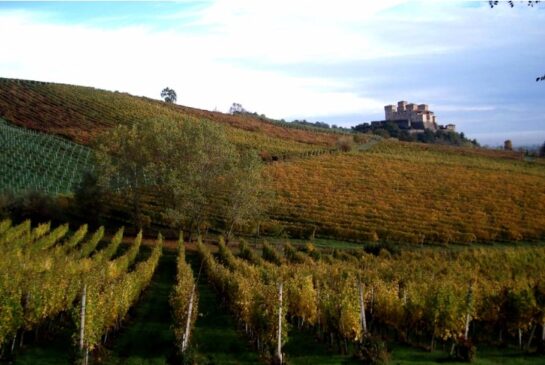 Vini dei Colli di Parma: "Una certificazione per un vino sano e senza prodotti chimici"