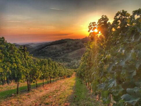Sono le Cantine Cerdelli, parte di un’azienda agricola socia di Confagricoltura Parma, ad aggiudicarsi, con la loro Malvasia Frizzante Talete, il premio Coseta d’Or e Coseta di legno al Festival della Malvasia di Sala Baganza.