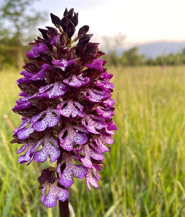Orchis purpurea