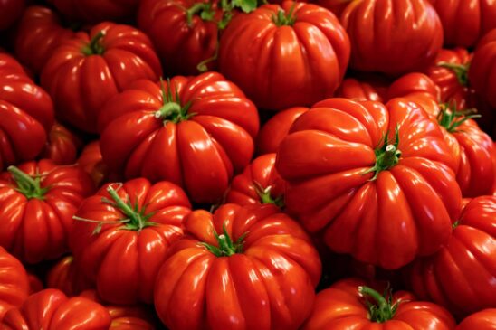 Inizia la raccolta dell'antica varietà Pomodoro Riccio di Parma