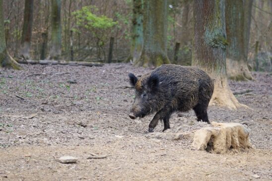 wild-boar-2248412_1280