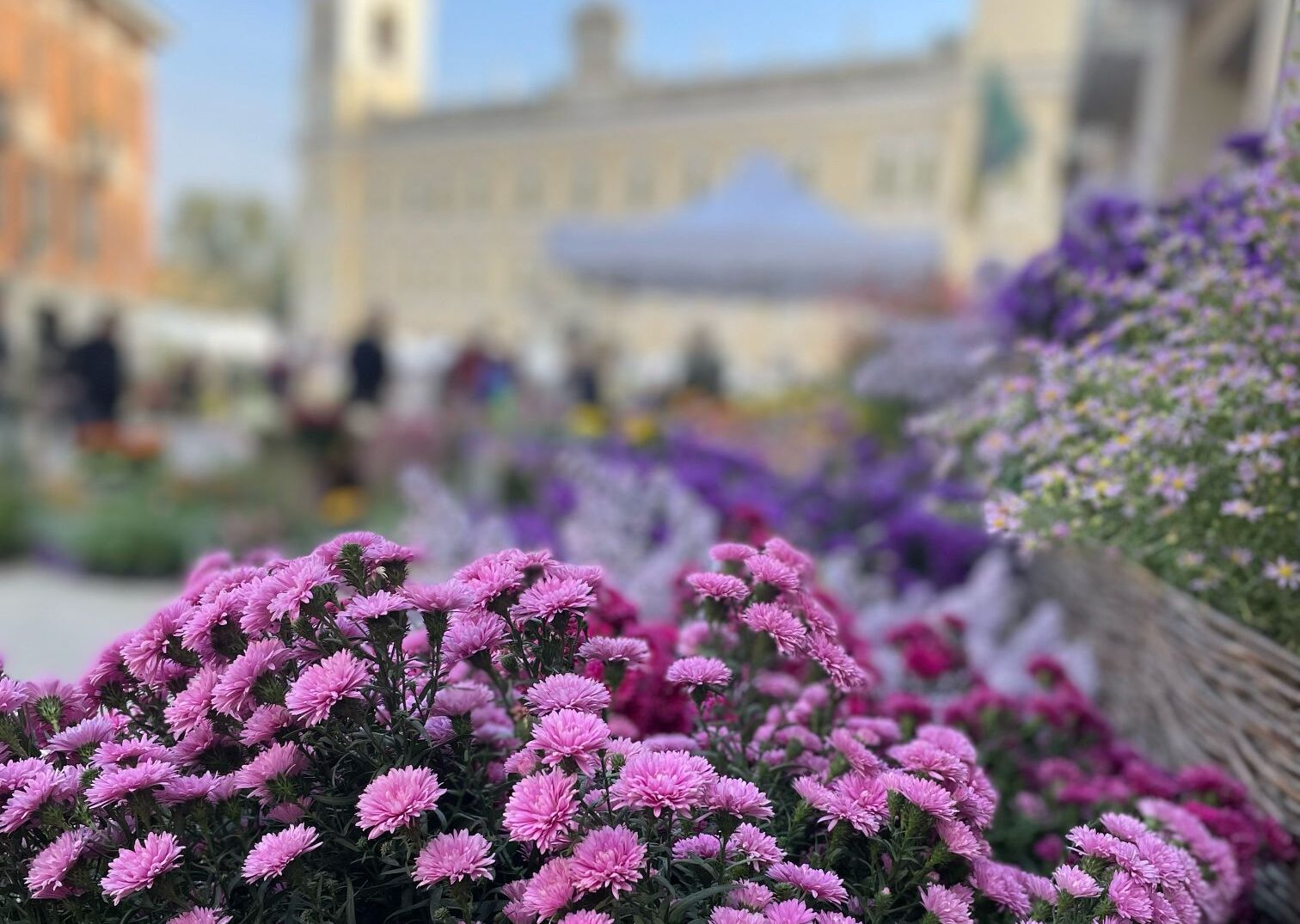 fiori sulla strada del giglio _6184