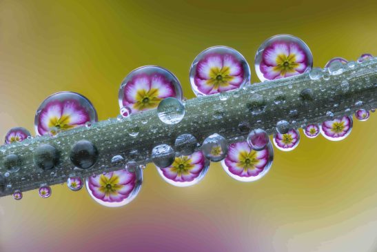 TORRILE MARZO IN ROSA 2024 003 Foto di Alberto Ghizzi Panizza