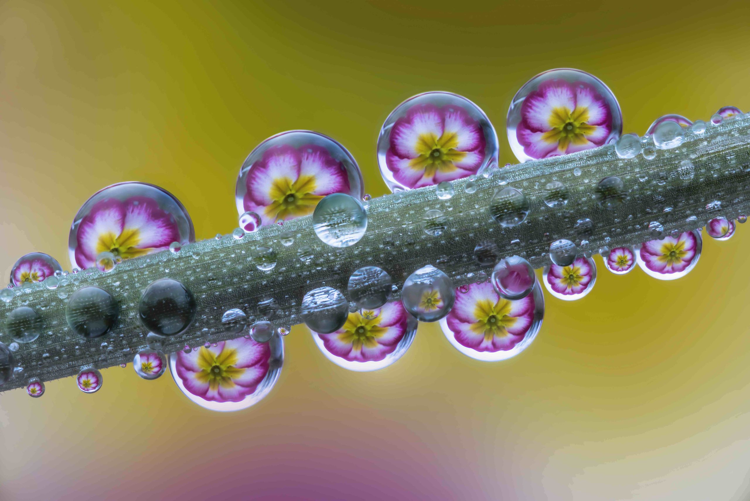 TORRILE MARZO IN ROSA 2024 003 Foto di Alberto Ghizzi Panizza