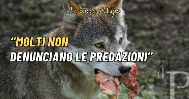 I dati arrivano dal Coordinamento delle cacciatrici Federcaccia, che sta portando avanti uno studio statistico