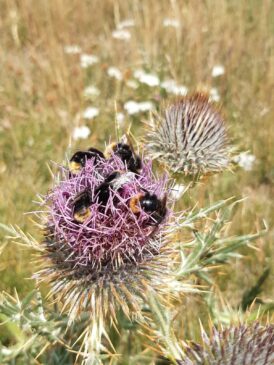 Bee Adapt Parco nazionale Appennino